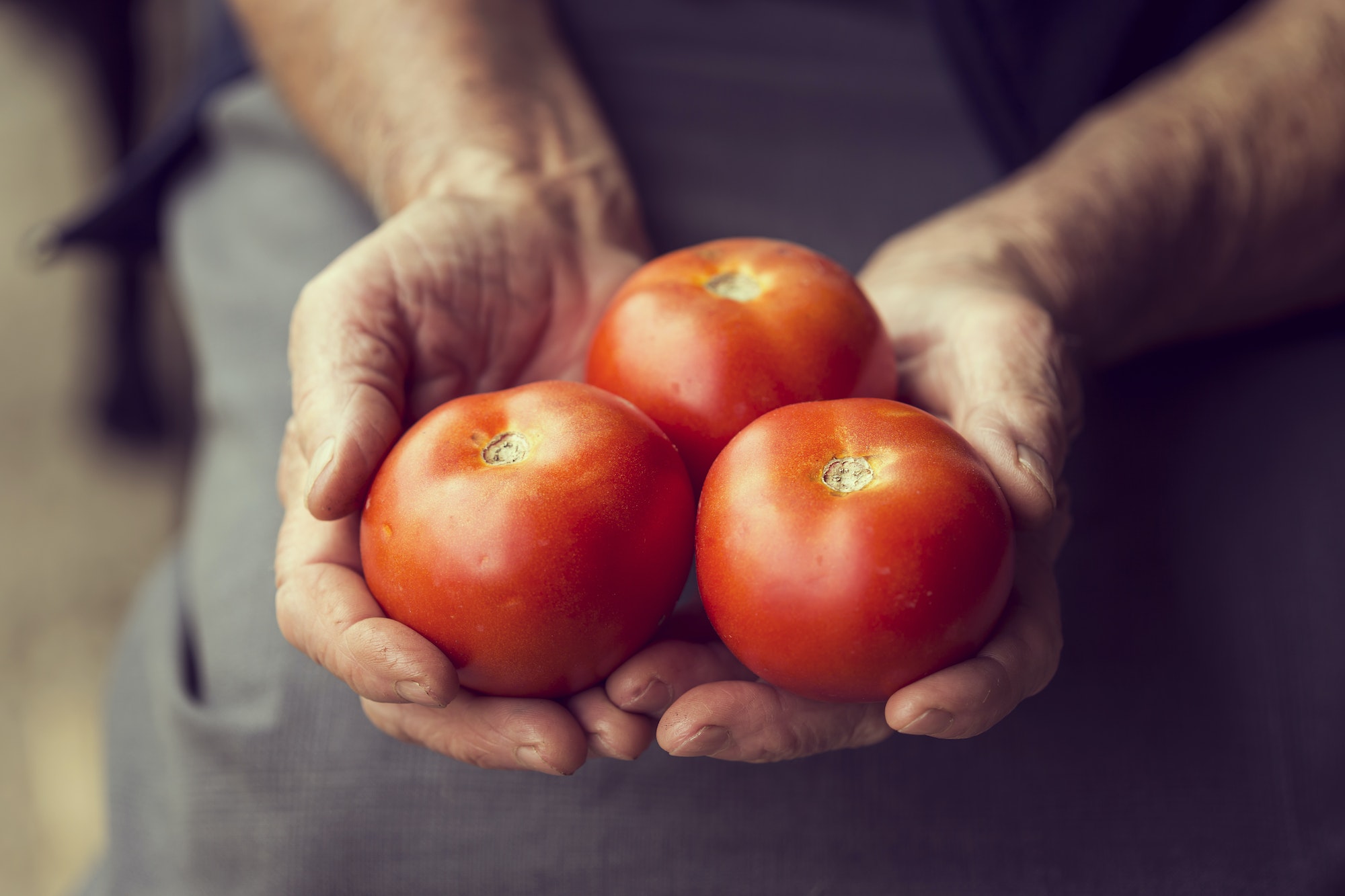 Polliniser un plant de tomate comment faire?